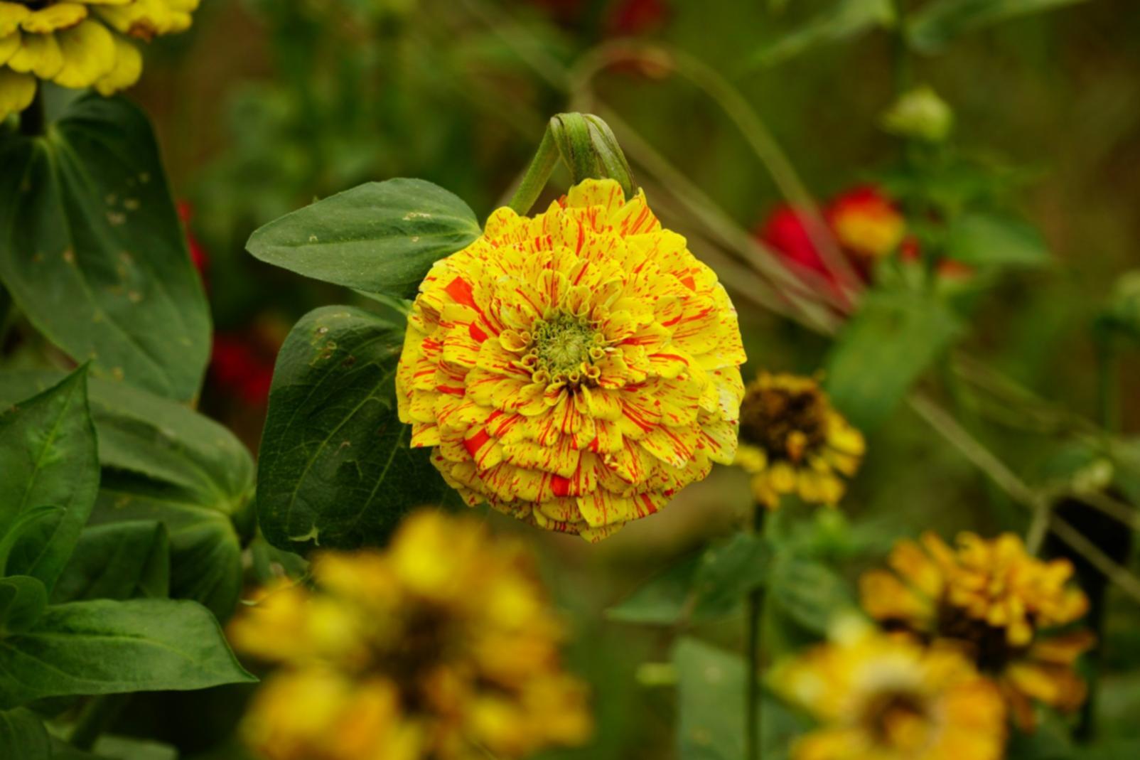 Kayseri çiçek atölyesinde özenle hazırlanan taze buket düzenlemeleri