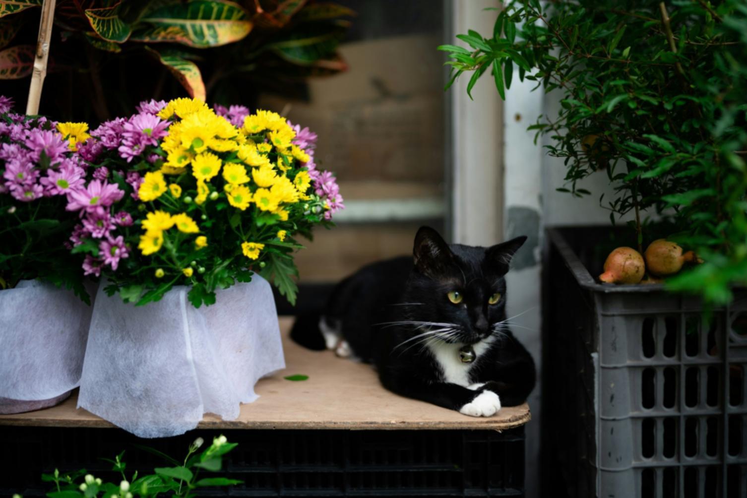 Özel günler için hazırlanmış renkli çiçek aranjmanları