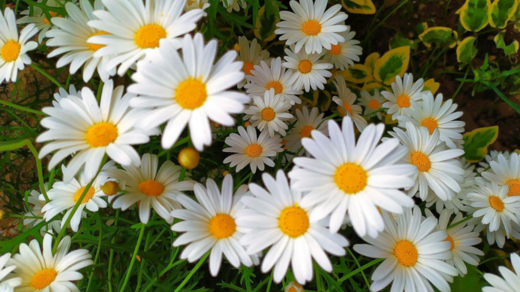 Kayseri'de çiçek teslimat bölgeleri ve hizmet alanlarımız